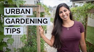 Urban Gardening Tips | Urban Vegetable Gardening for Beginners